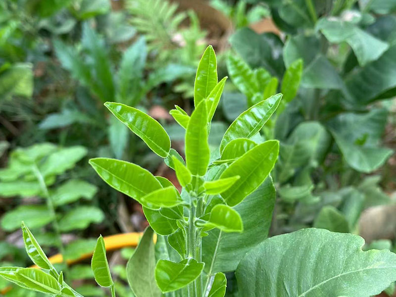 橘红苗