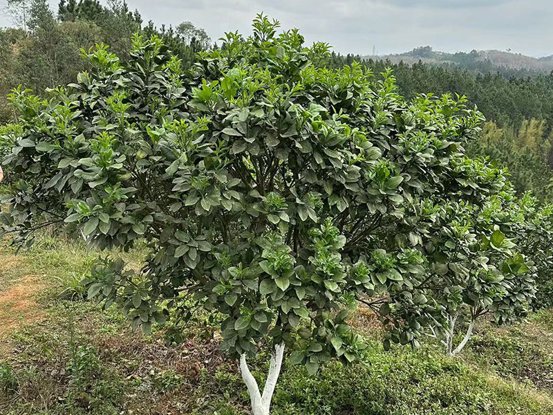 橘红树