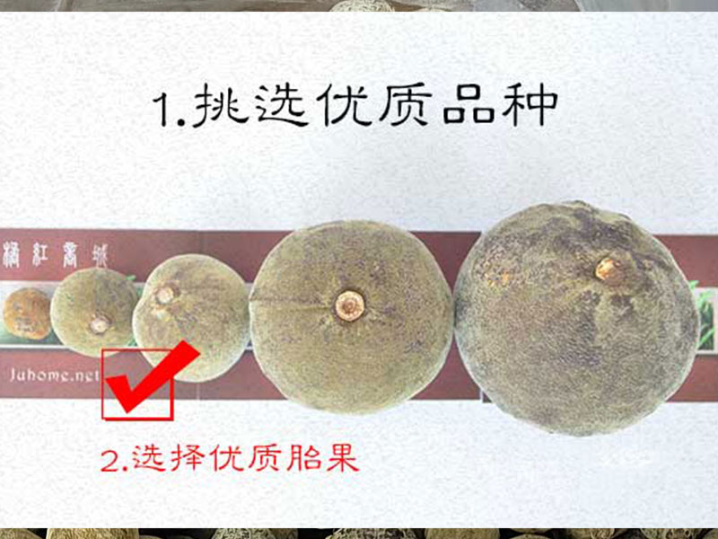 化州橘红胎好还是大果好？（哪种好）