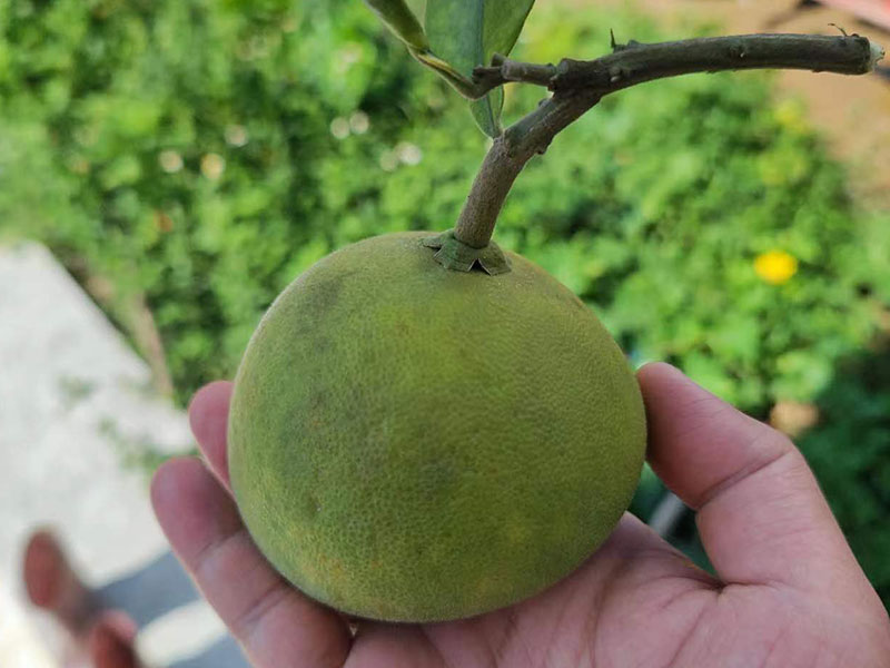 新鲜化州橘红怎么保存