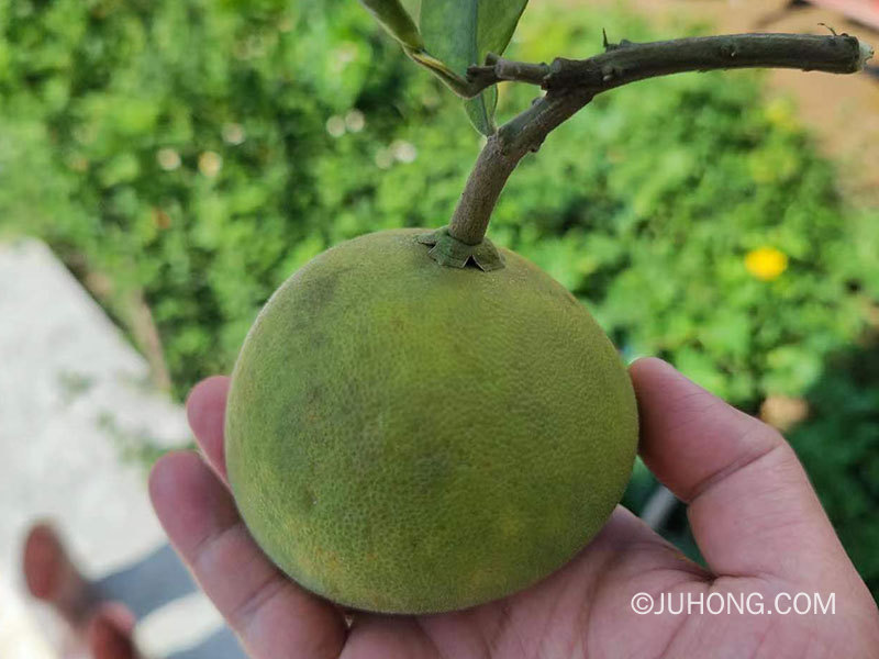 真正的化橘红是化州柚，而不是普通的柚