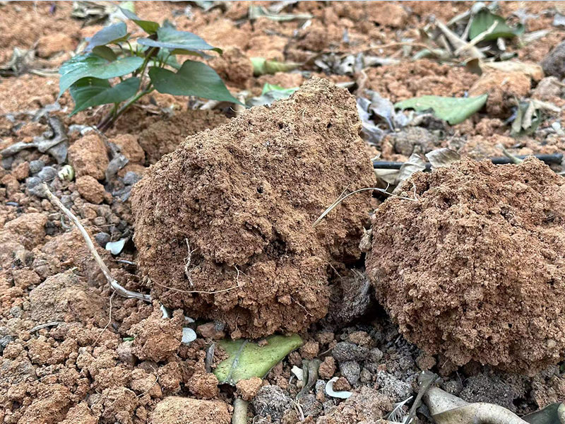 礞石的<strong><mark>功效</mark></strong>与作用、禁忌