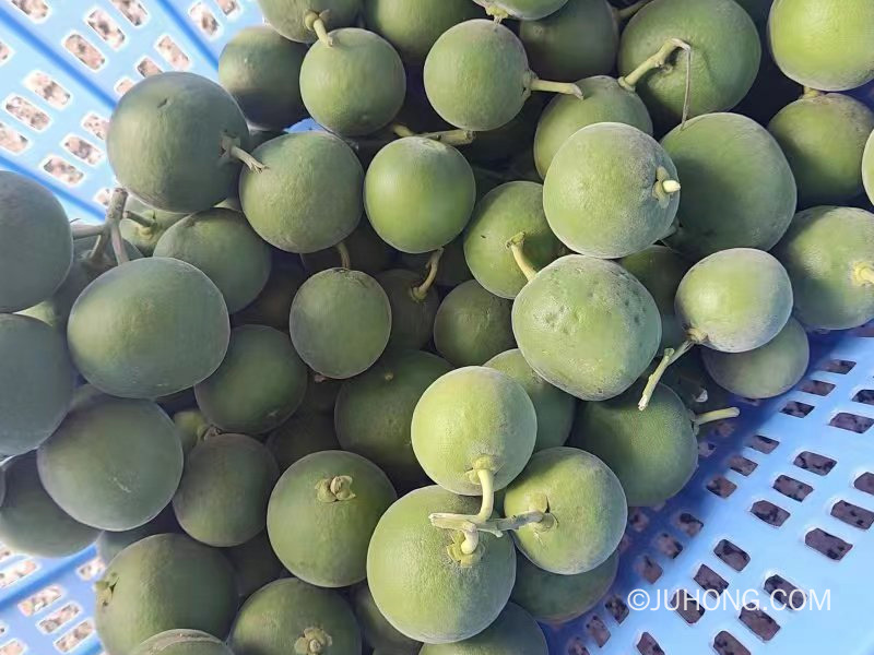 化州化橘红收果期临近结束，化橘红采收时间是多少