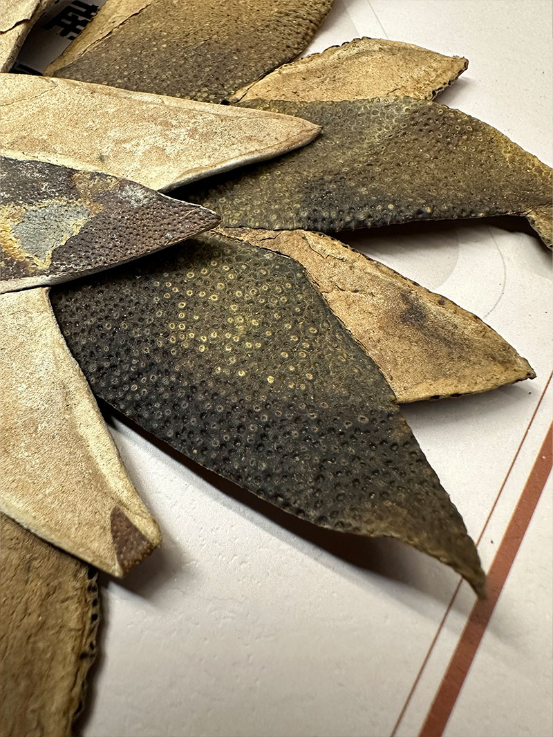 光七爪 没毛七爪