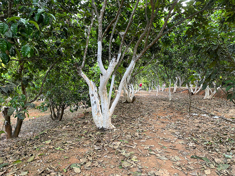 如何辨别化州橘红是野生的？