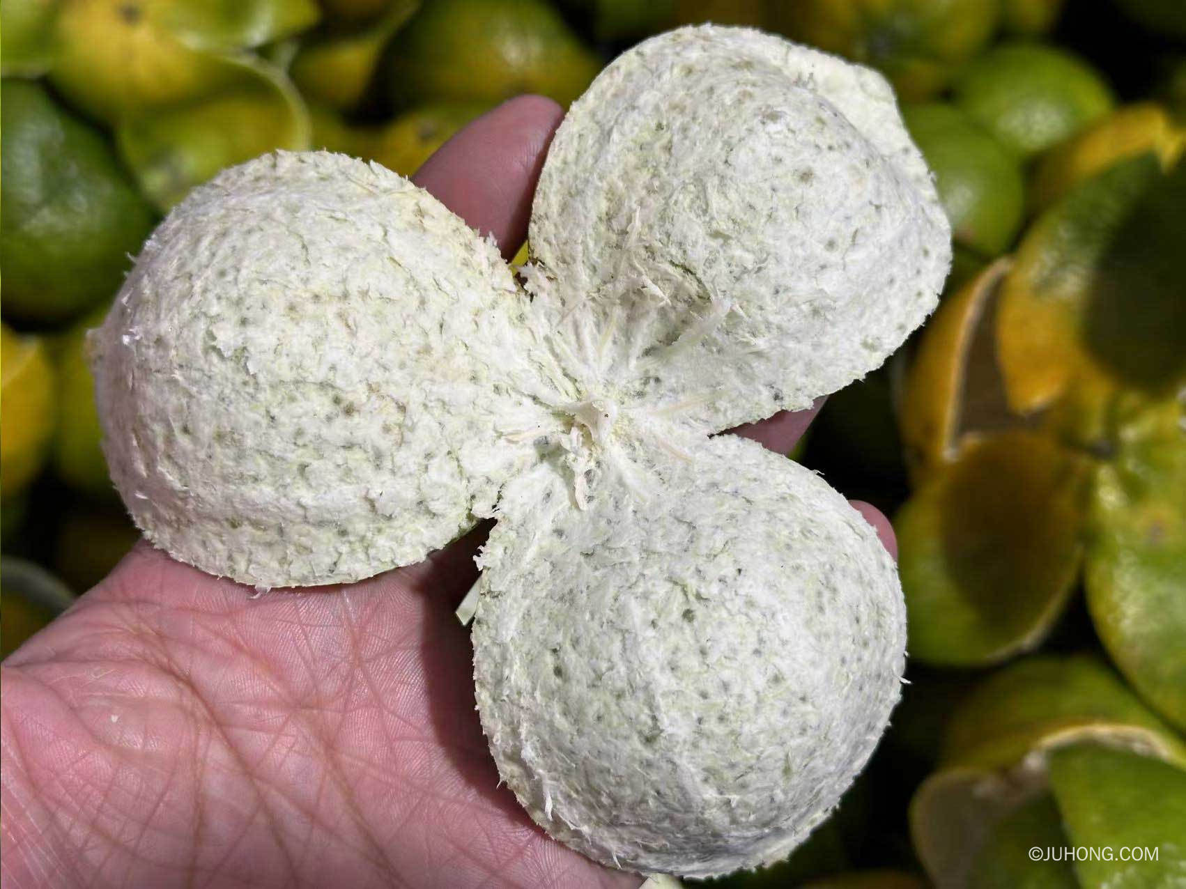 天马是新会陈皮的产区吗？