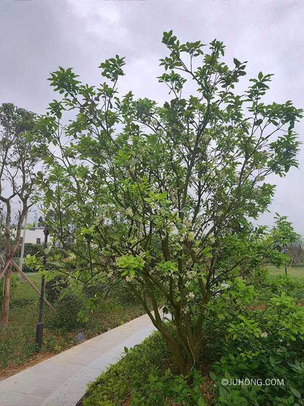 天气记录 下雨对化橘红花有影响吗