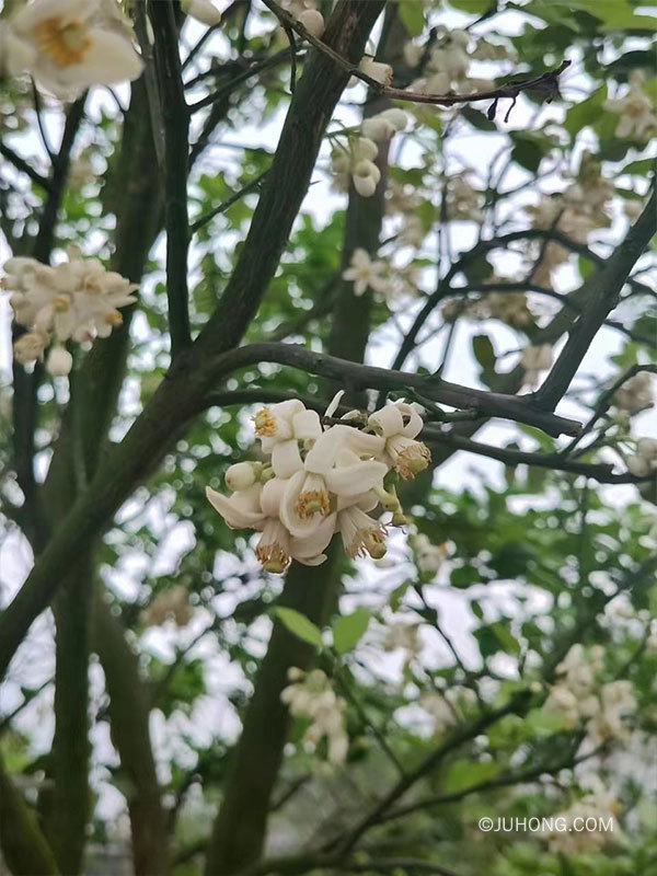 2026化州化橘红赏花节预计3月14日举办