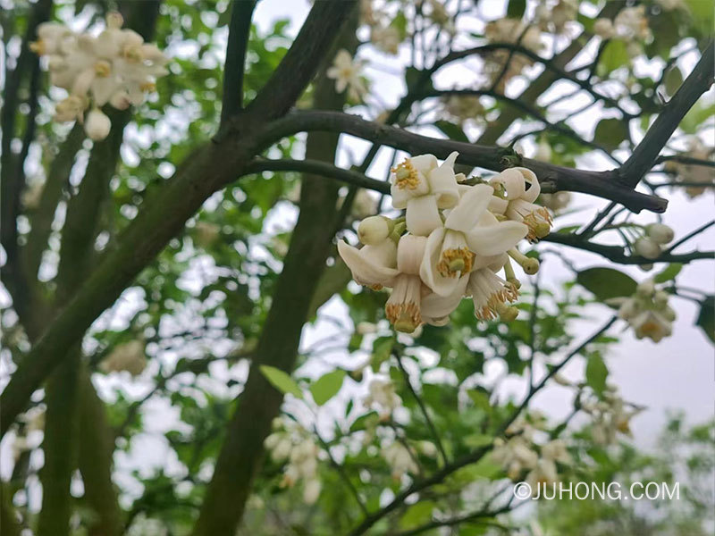 2022化橘红开花了吗？