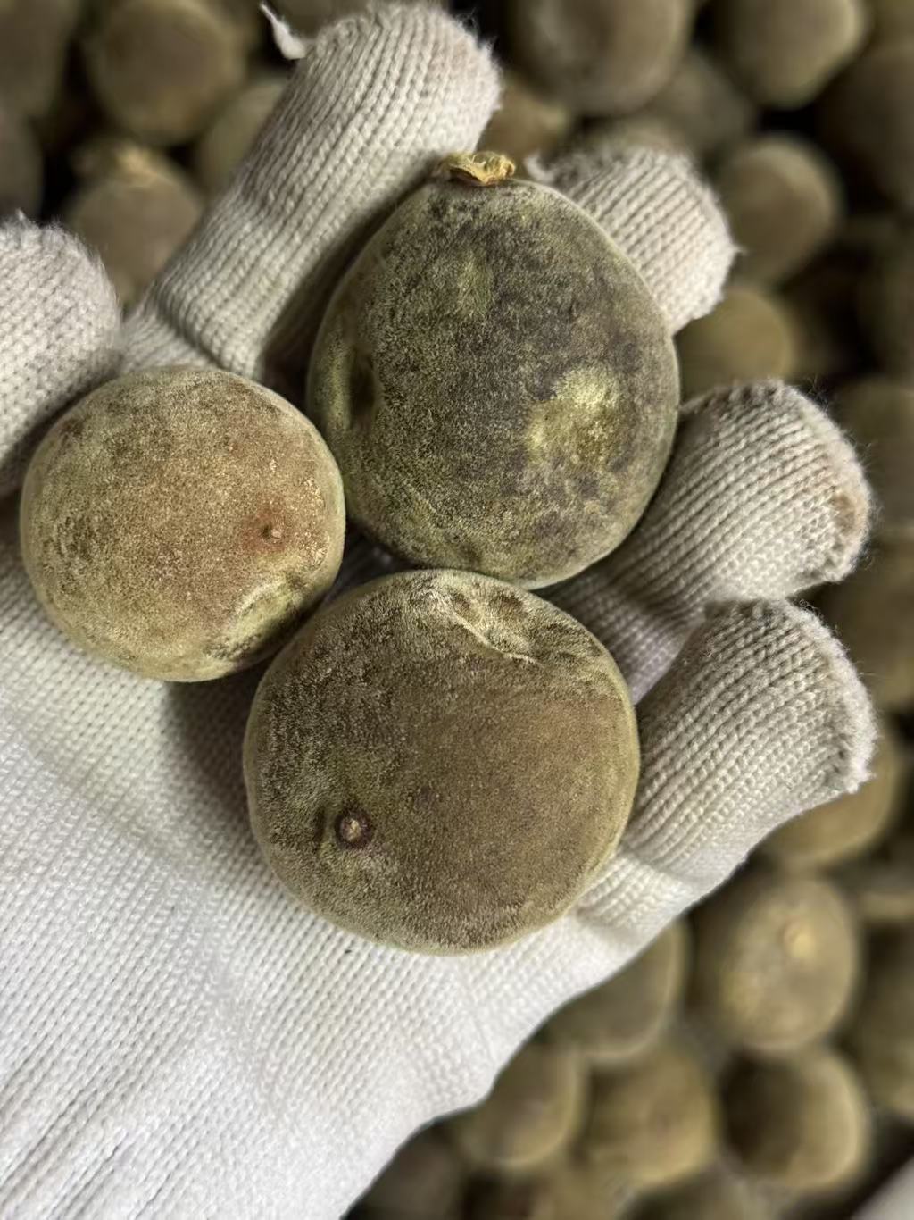 化州橘红应该如何收藏和挑选（图文并茂）