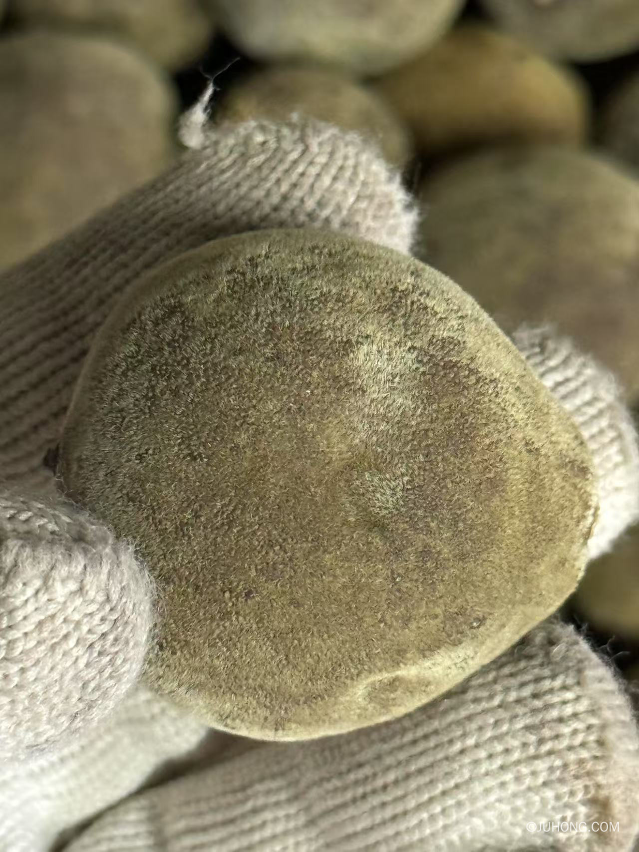 化橘红皮好还是化橘红片好？