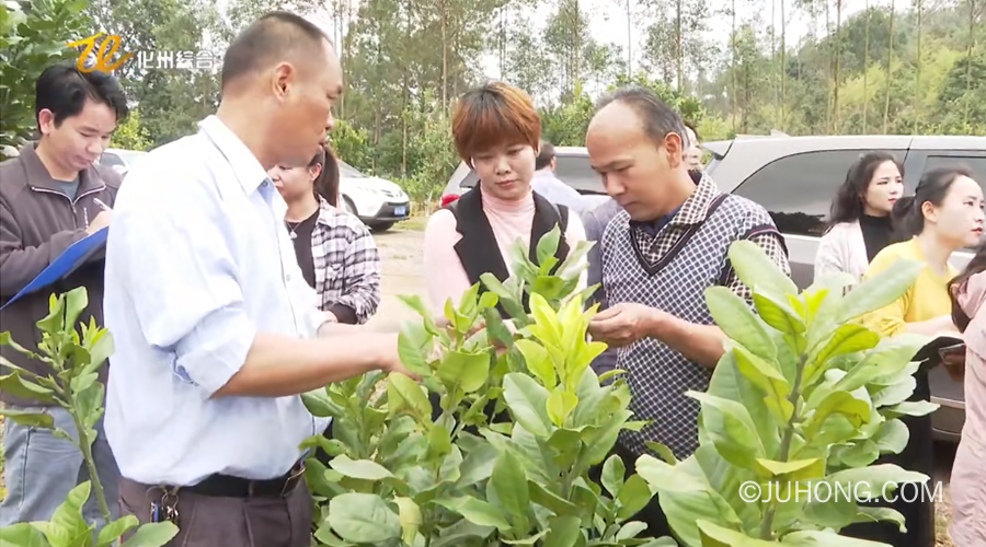 参加化州橘红种植培训活动 推进化橘红种植有机化