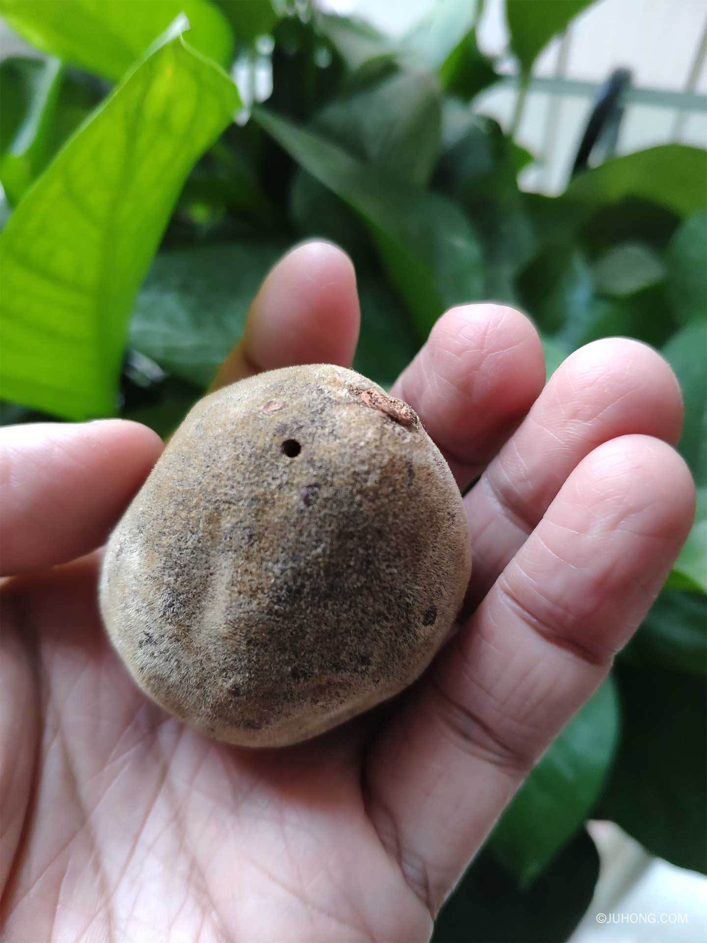 化橘红胎果会生虫发霉变色吗