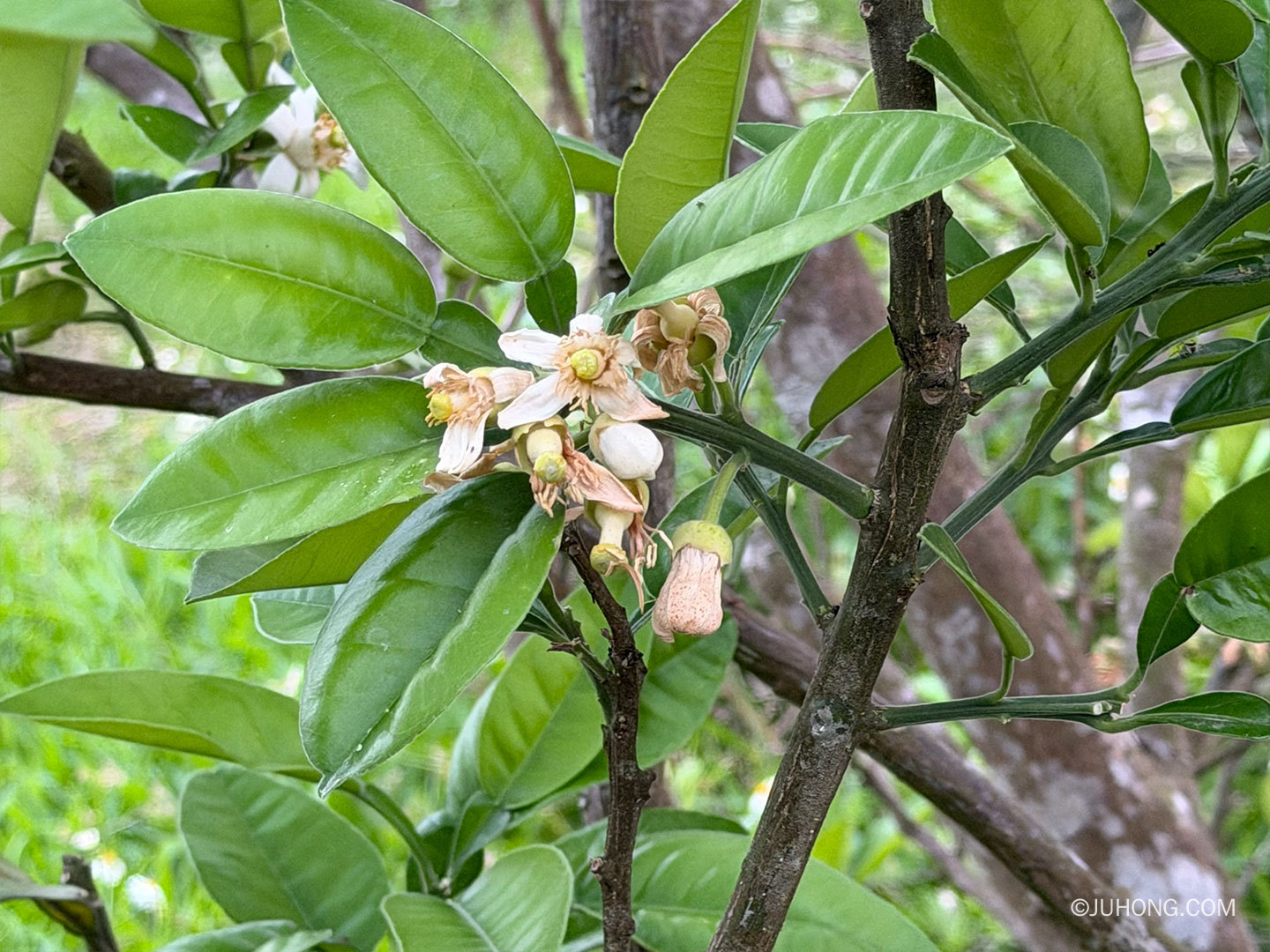 2024化州橘红赏花节