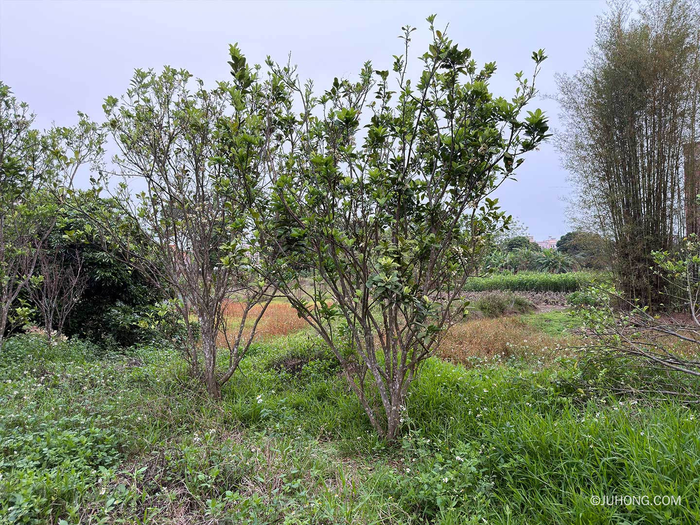 化州一中种植化橘红树