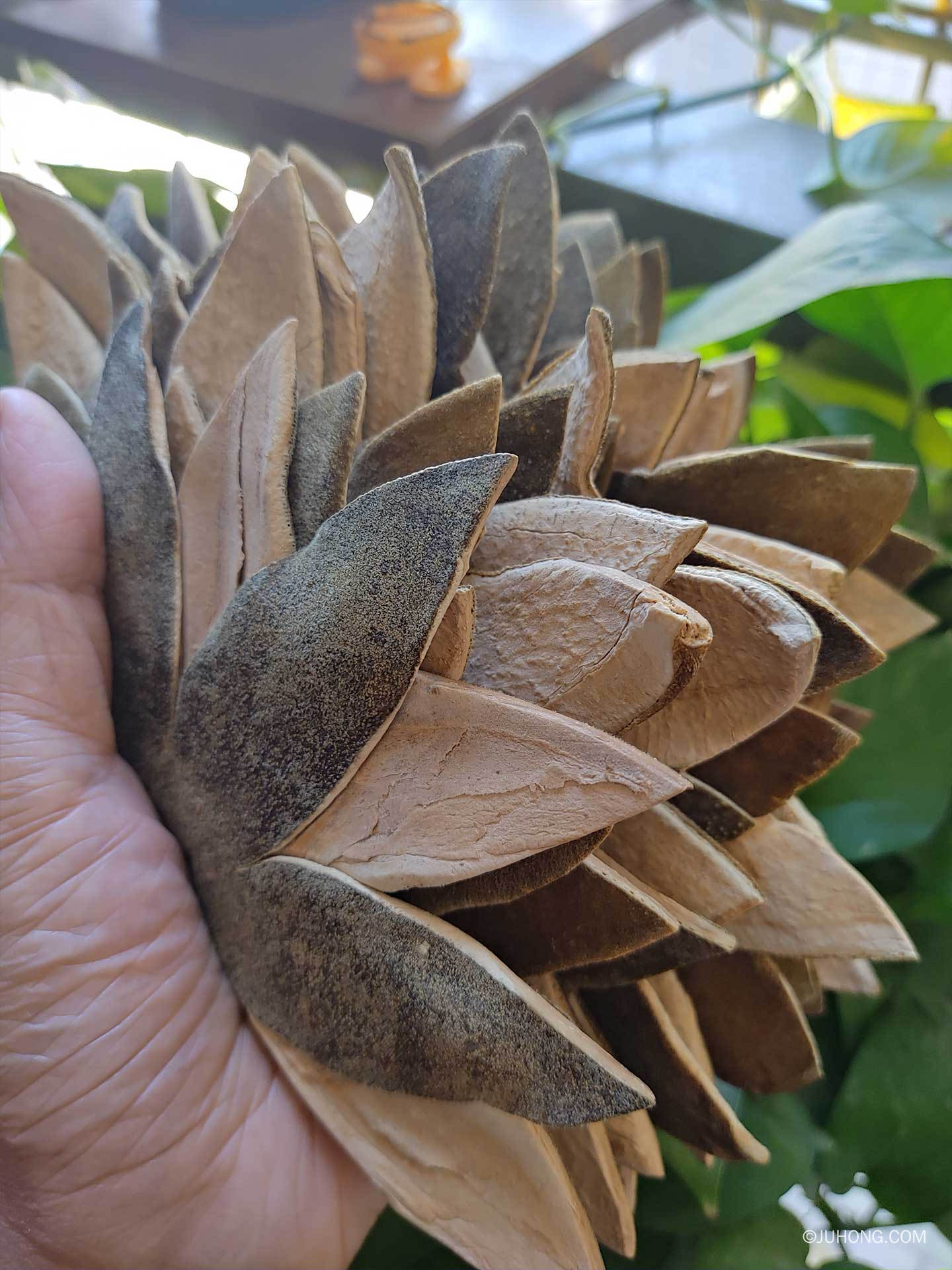 注意:化橘红不要随便吃 化州橘红的副作用禁忌