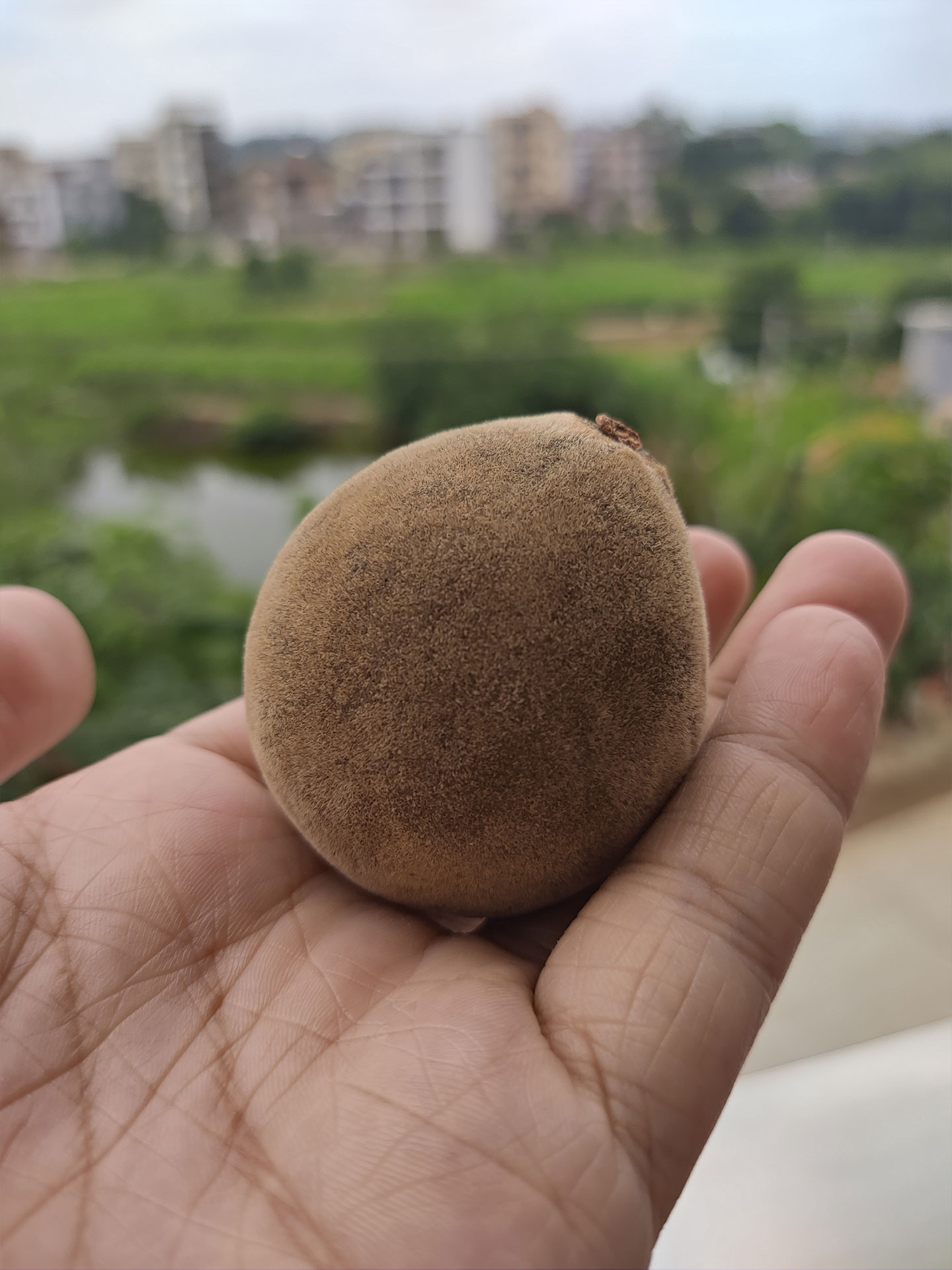 化橘红胎果片的<strong><mark>功效</mark></strong>，禁忌，副作用