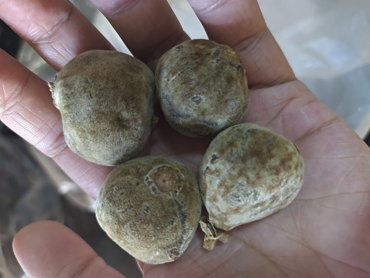 橘红小胎果乳果，胎珠