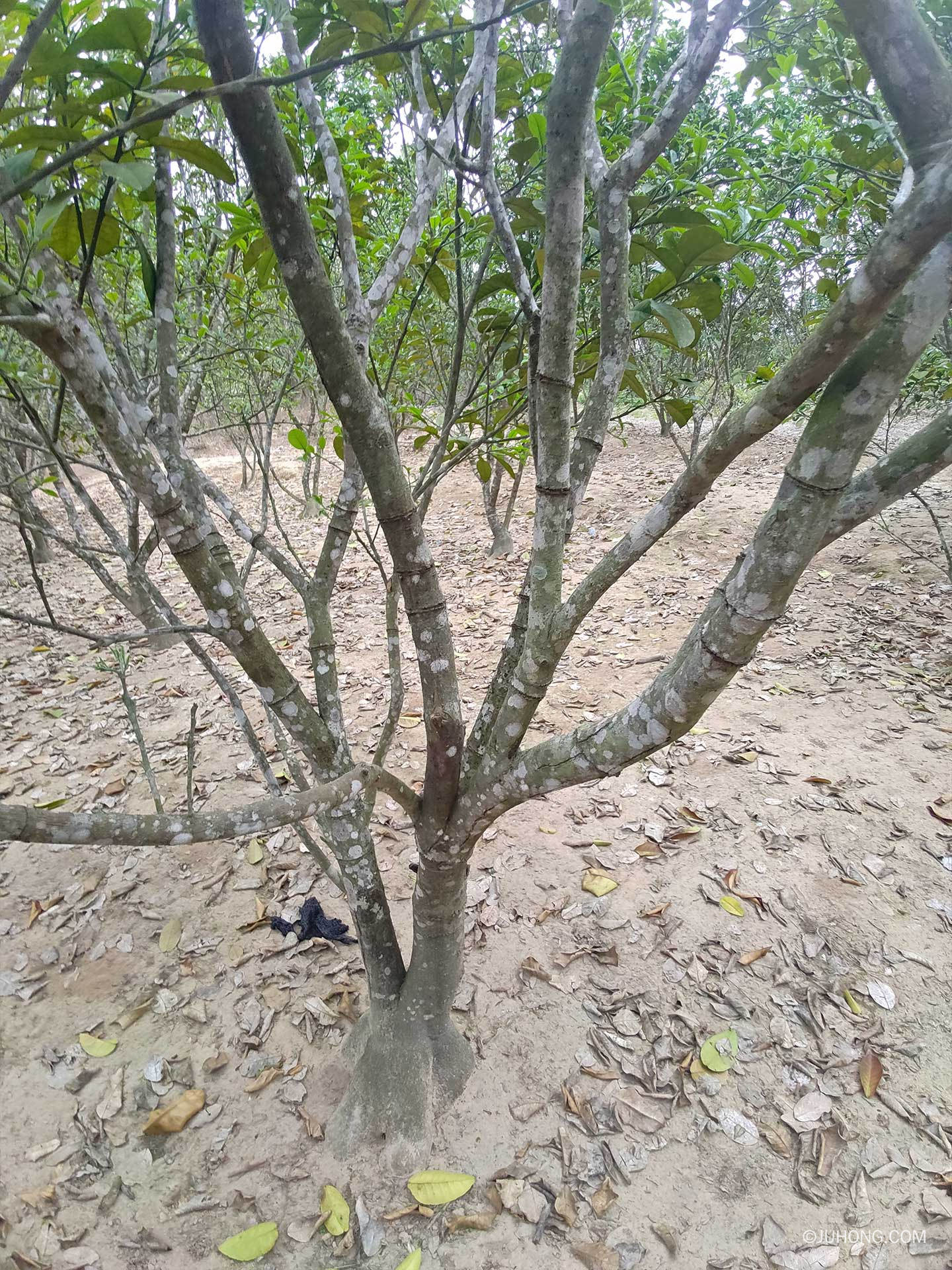 化橘红树为什么差点灭绝 - 化橘红的历史