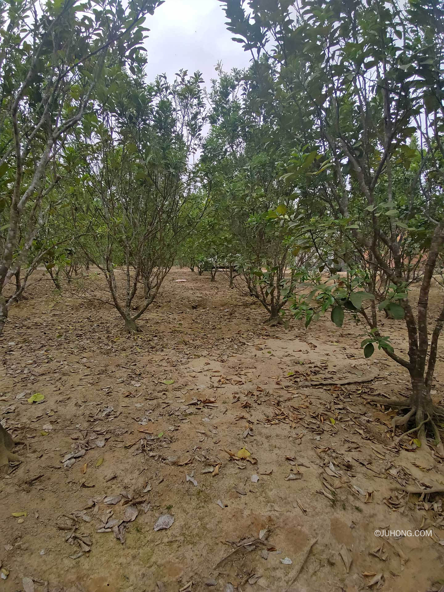 化州各镇橘红种植基地汇总