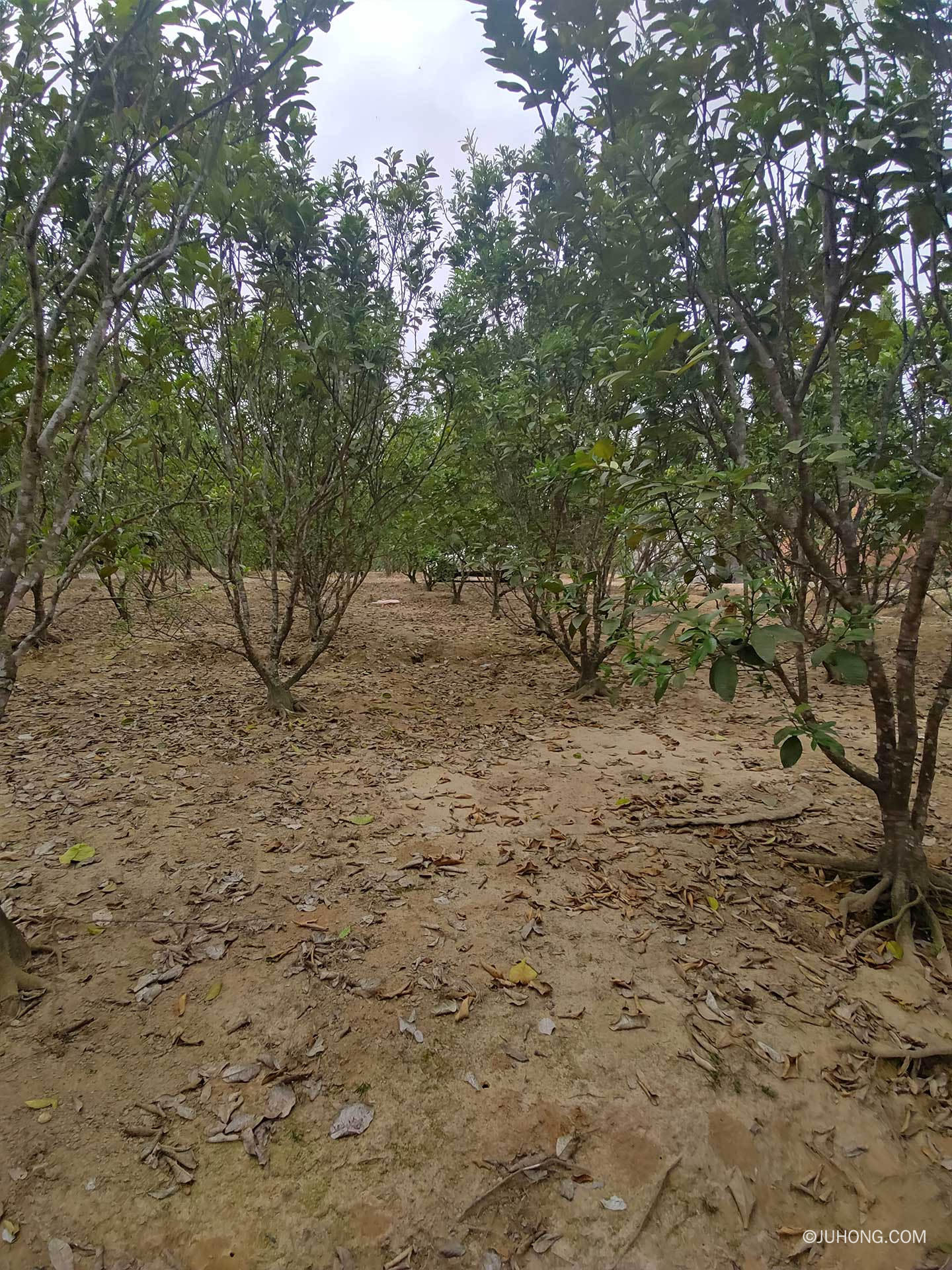 走进化橘红原产地种植基地