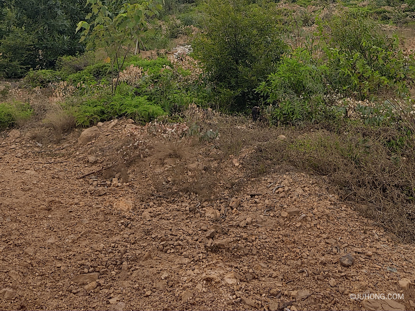 为什么化州橘红这么特殊？