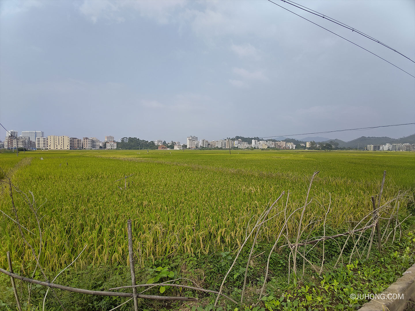 三宝扎的禾秆草可以食用吗