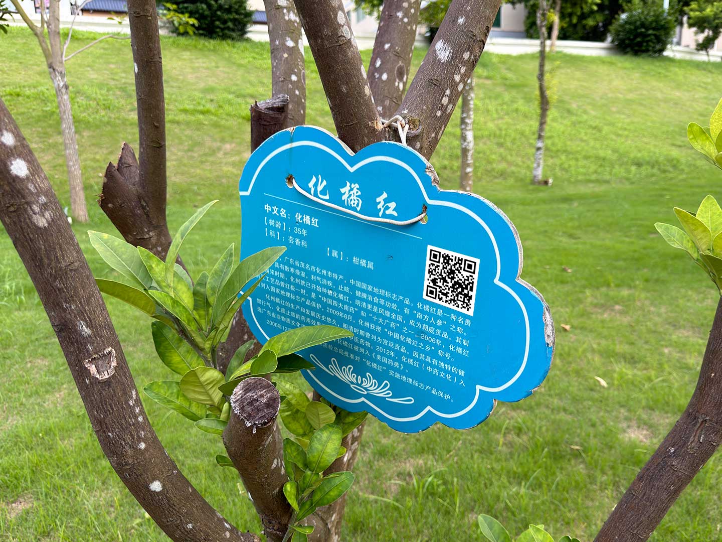化州罗仙公园-罗辩仙